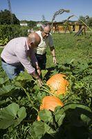 El concejal de Medio Ambiente muestra al alcalde las calabazas de más de 50 kilos existentes en las huertas.