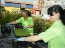 El invernadero que el Ayuntamiento tiene en el recinto del Centro Municipal de Formación de Cros 