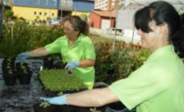 El invernadero que el Ayuntamiento tiene en el recinto del Centro Municipal de Formación de Cros 