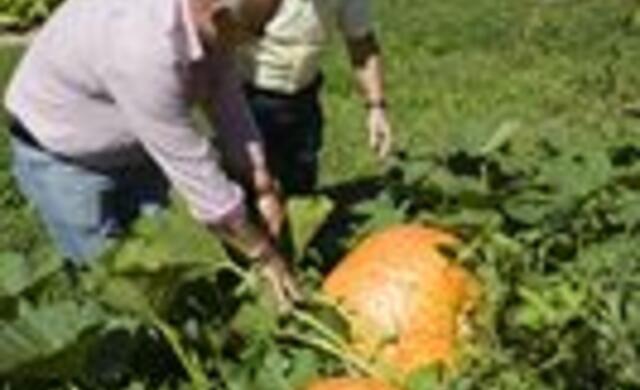 El concejal de Medio Ambiente muestra al alcalde las calabazas de más de 50 kilos existentes en las huertas.